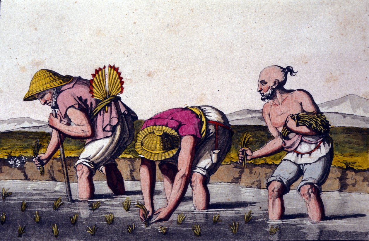 Rizstermesztés Kínában. 19. századi nyomtatvány. alkotó: Unknown artist