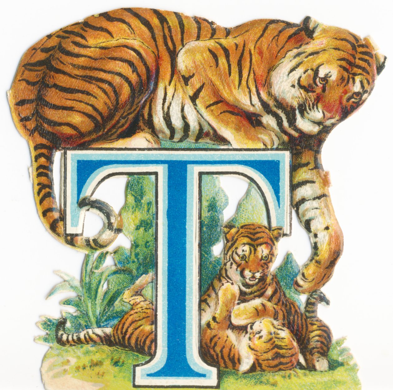 T: Tigris alkotó: Unknown artist