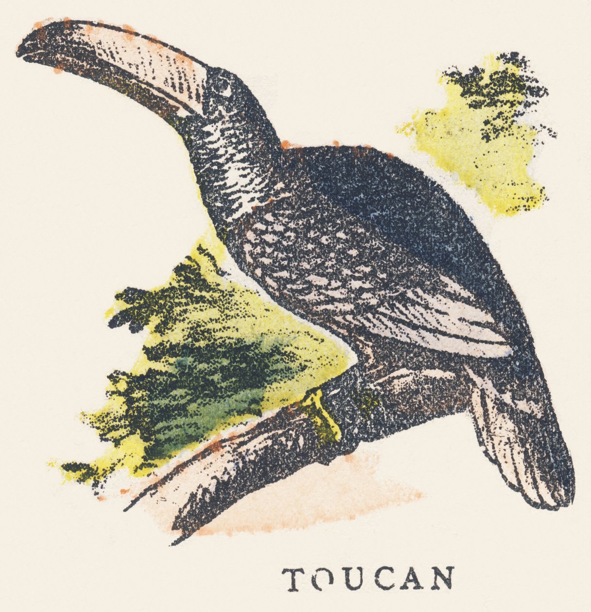 T: tukán alkotó: Unknown artist