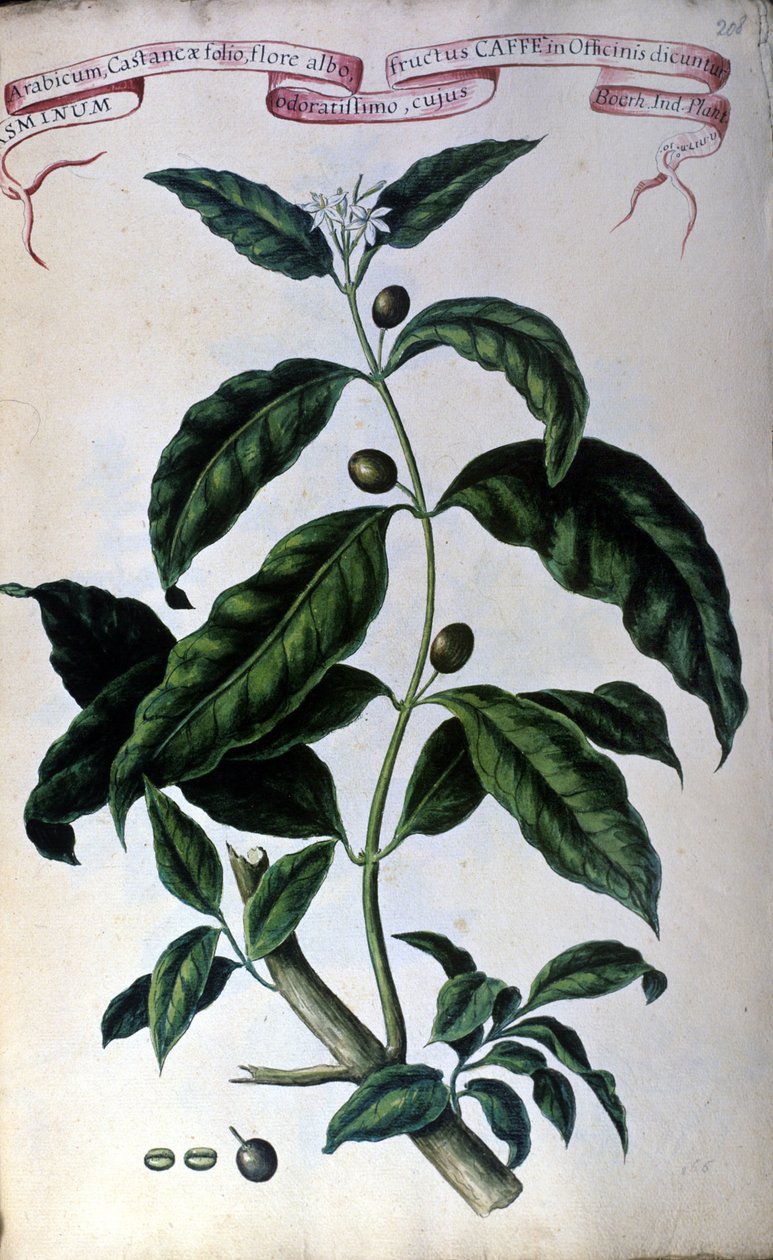 A kávéfa. 19. századi herbárium. alkotó: Unknown artist
