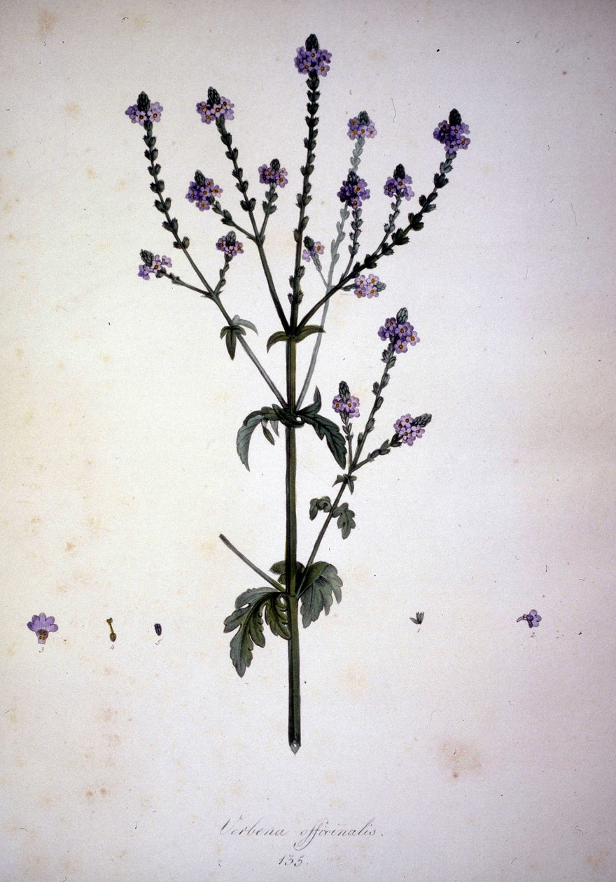 Verbena officinalis (Verbena officinale). 19. századi herbárium. alkotó: Unknown artist