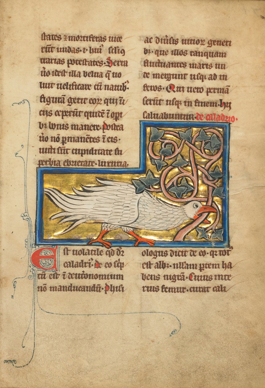 Egy Caladrius madár alkotó: Unknown artist