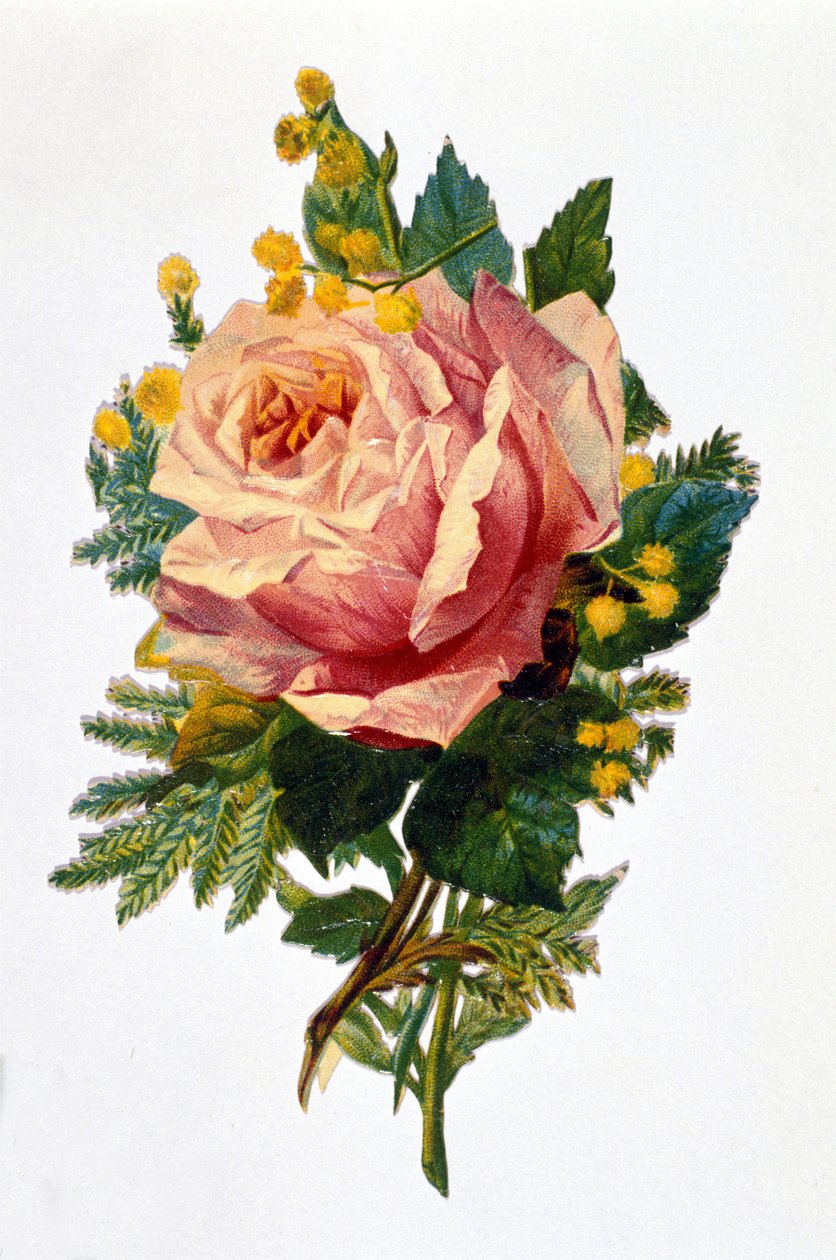 Egy rózsa alkotó: Unknown artist