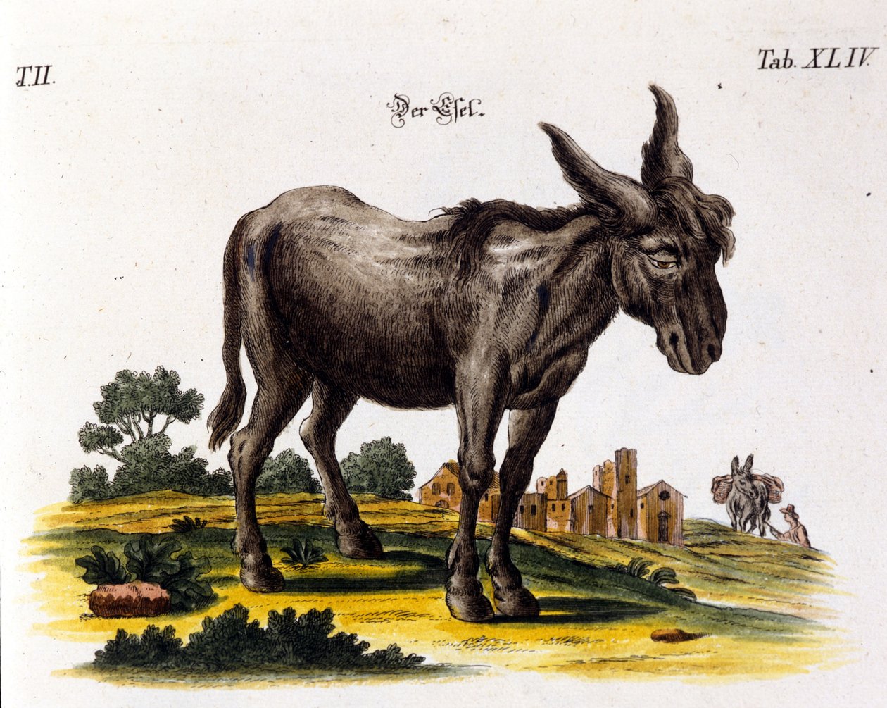 Ankey. 18. századi ábrázolás. alkotó: Unknown artist