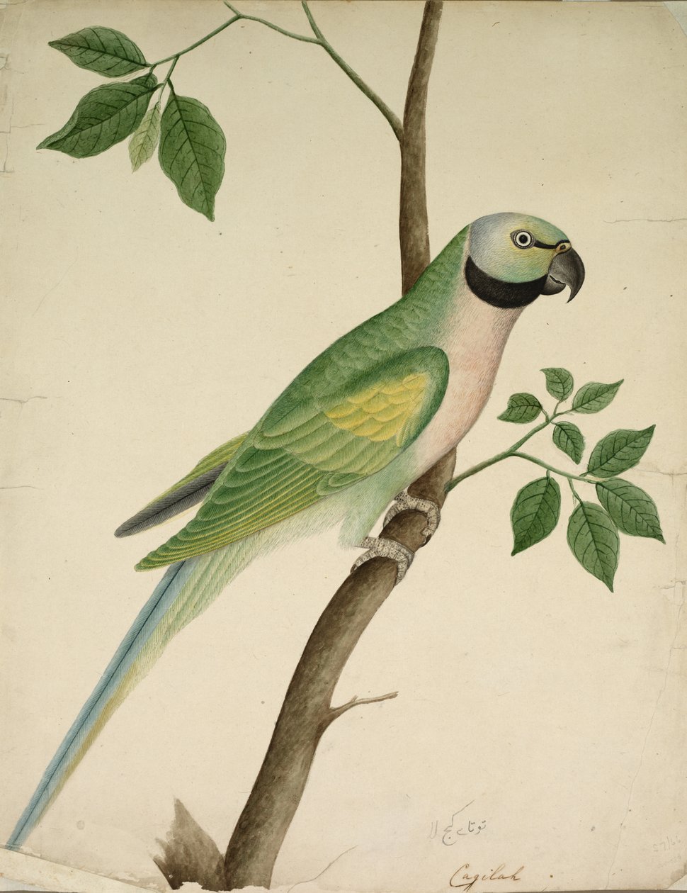 Zöld papagáj alkotó: Unknown artist