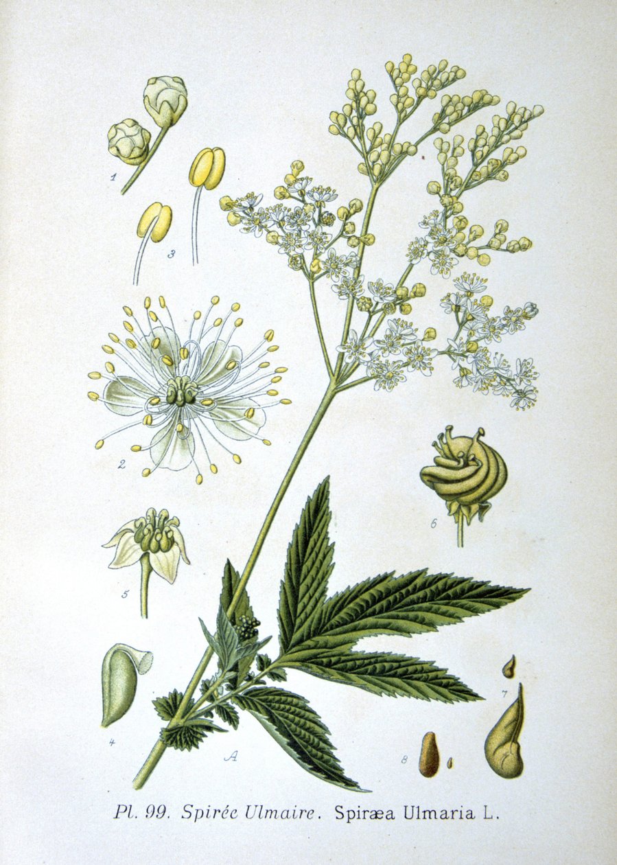 Mézédes alkotó: Unknown artist