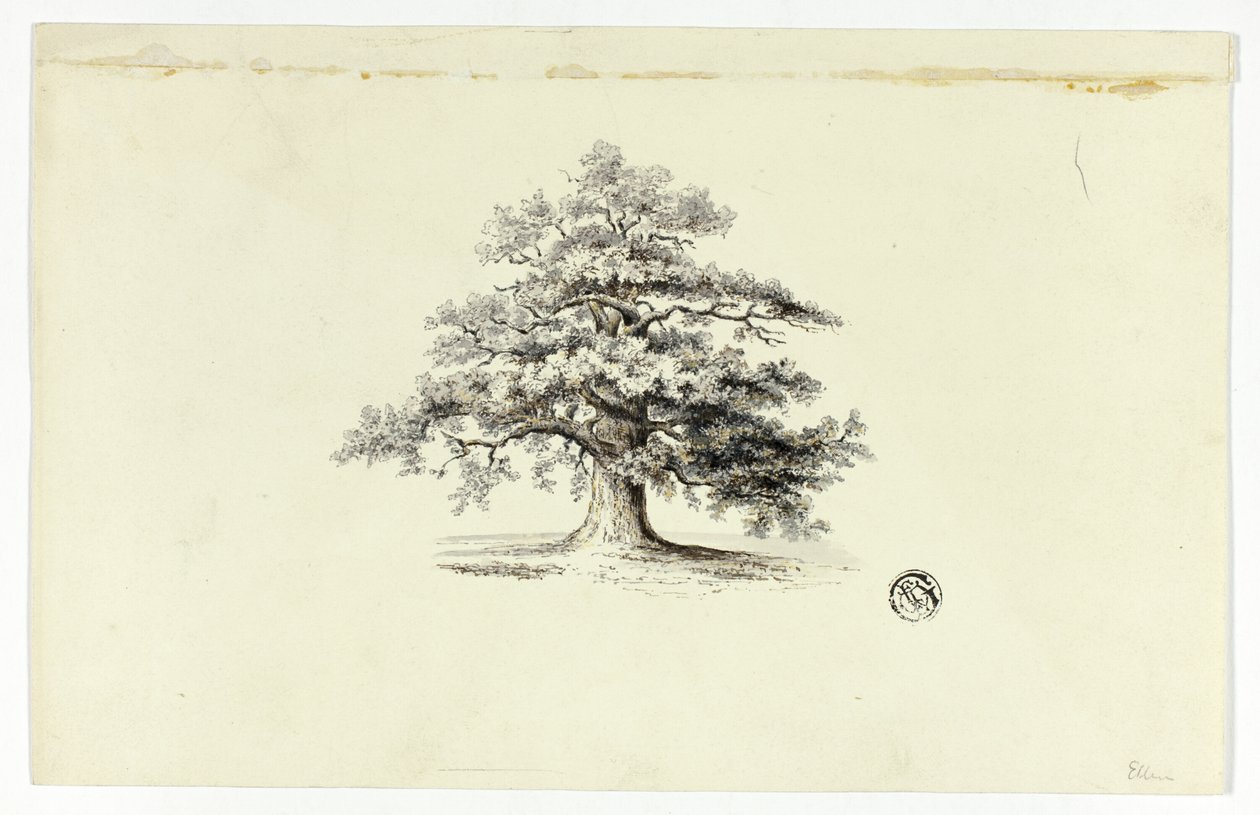 Tölgyfa alkotó: Unknown artist