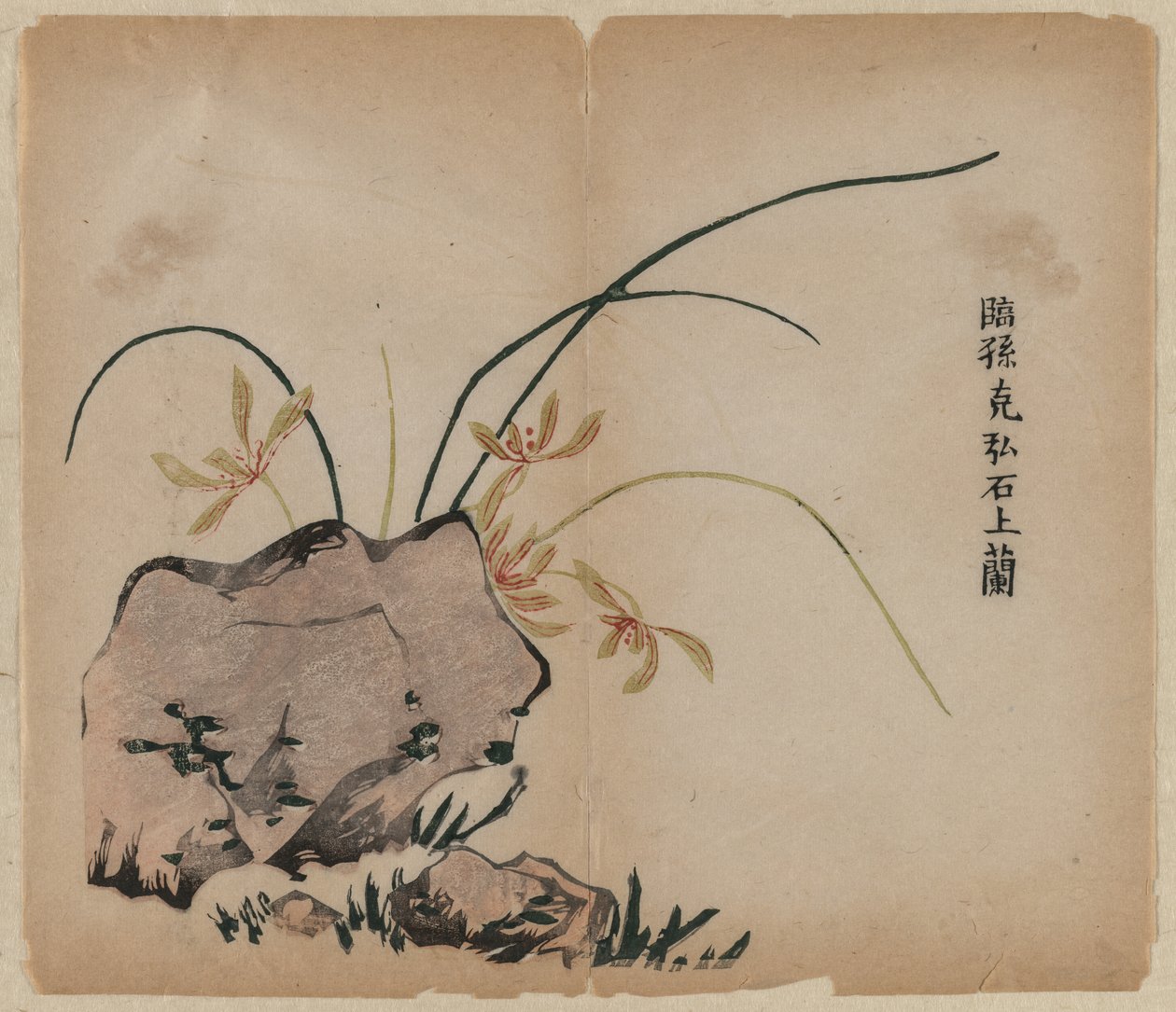 Orchidea a sziklákon alkotó: Unknown artist