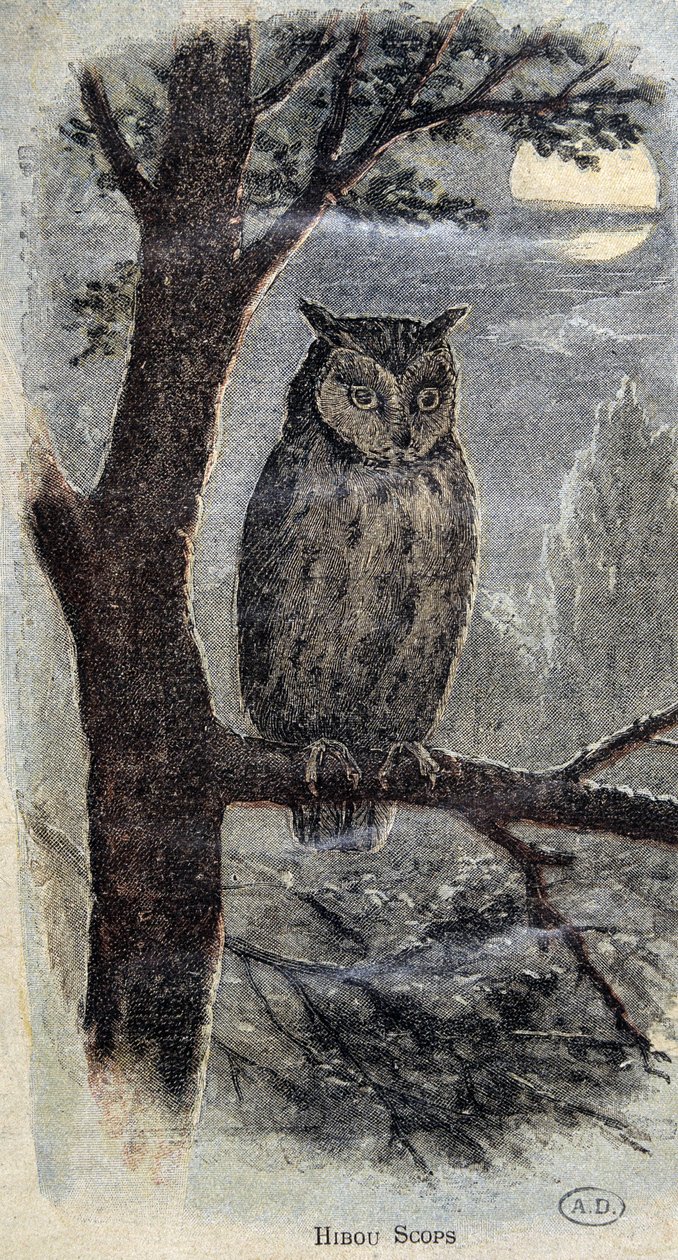 Bagoly alkotó: Unknown artist