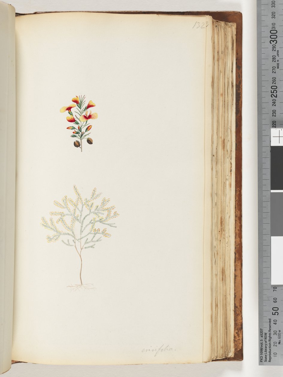 132. oldal Ericifolia alkotó: Unknown artist