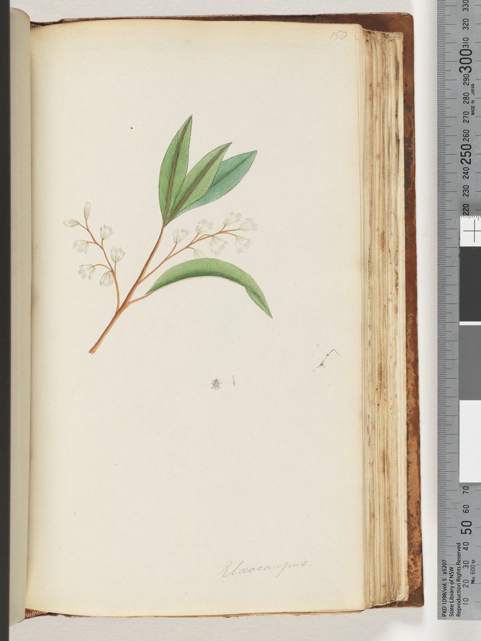 150. oldal Elaeocarpus alkotó: Unknown artist