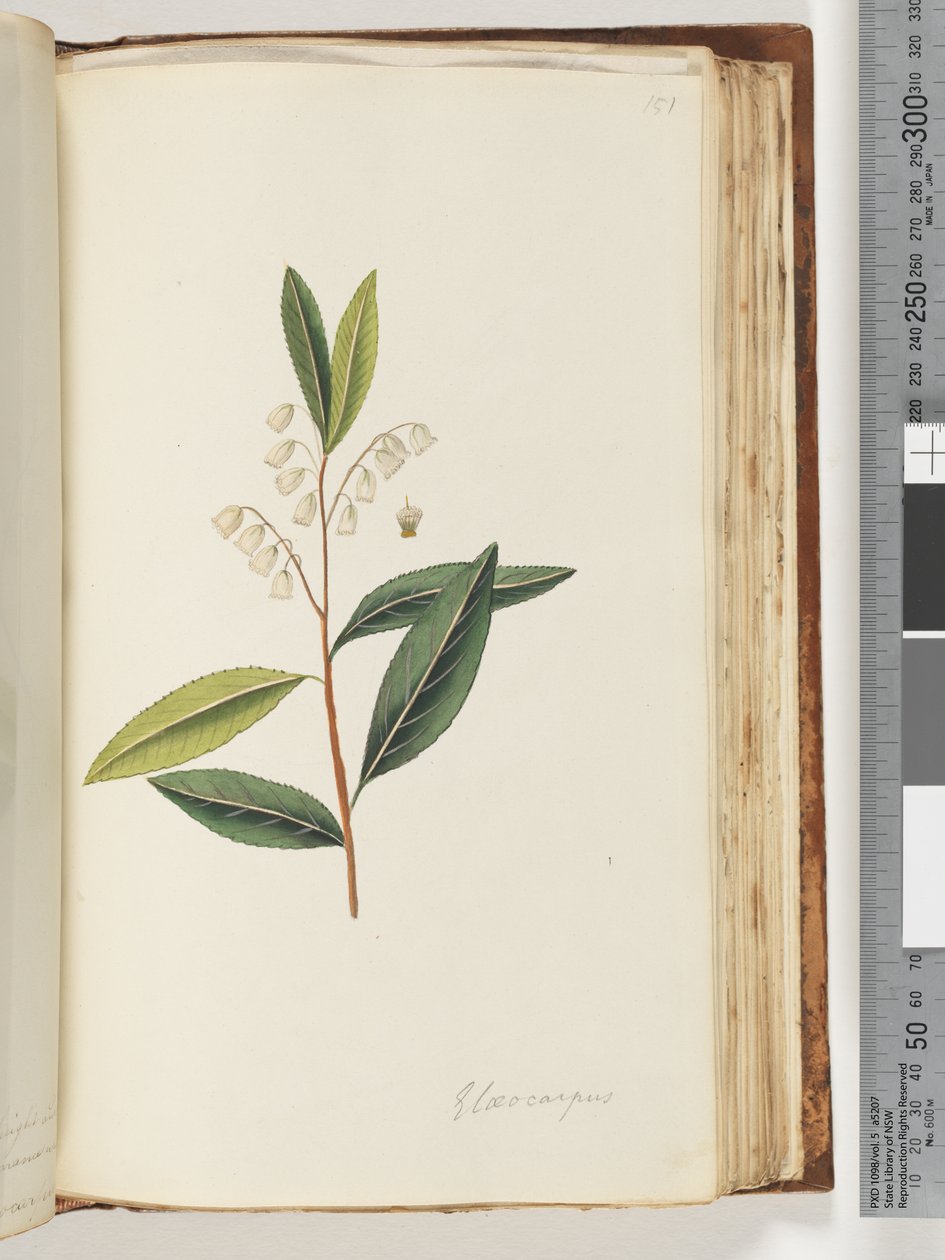 151. oldal Elaeocarpus alkotó: Unknown artist