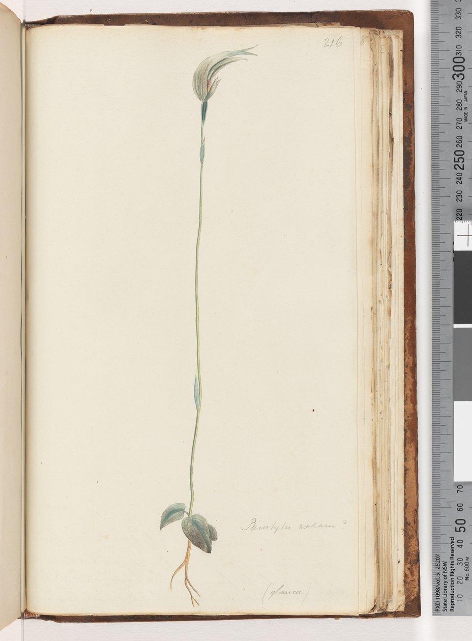 216. oldal. Pterostylis nutans? / alkotó: Unknown artist