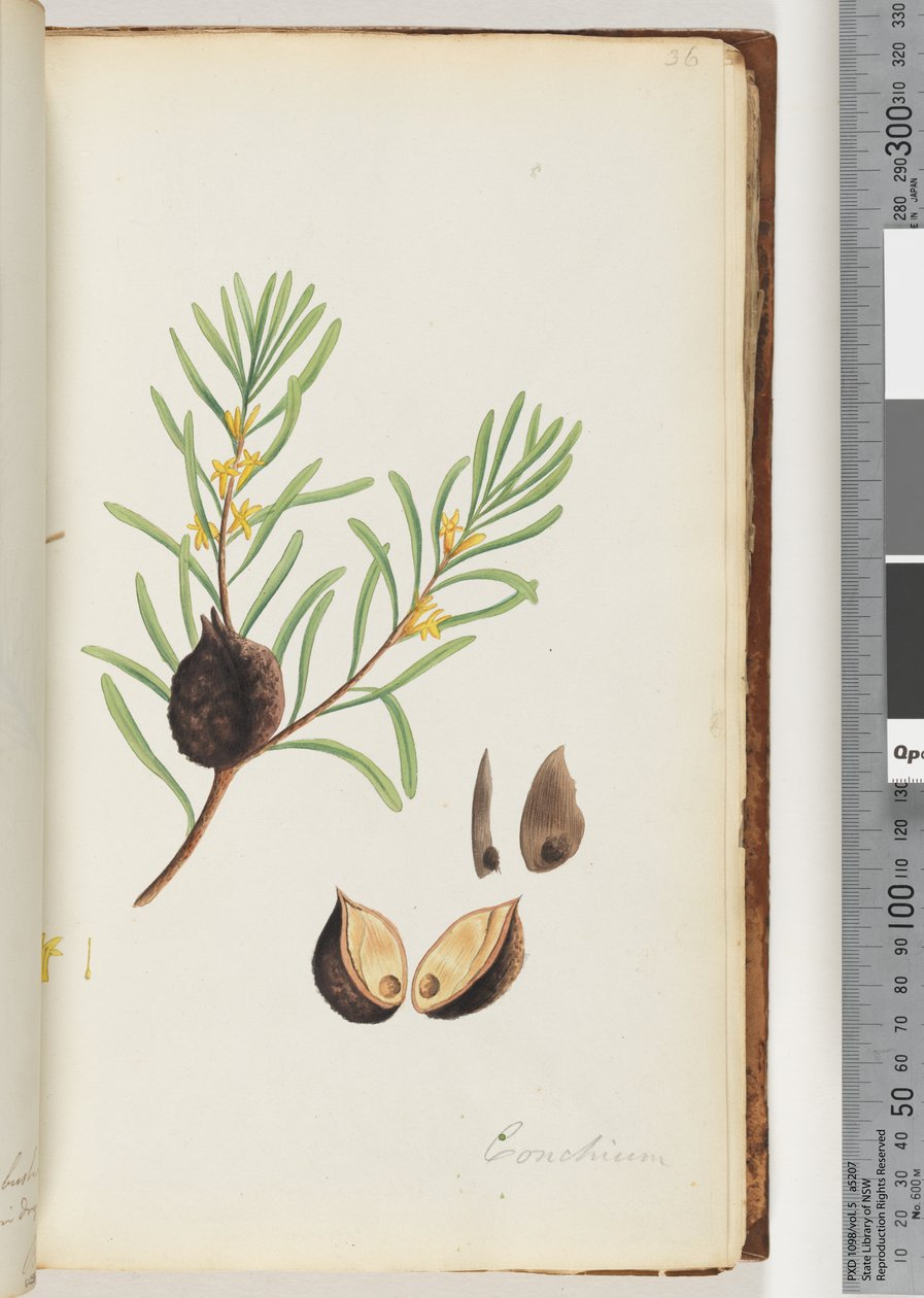36. oldal Conchium alkotó: Unknown artist