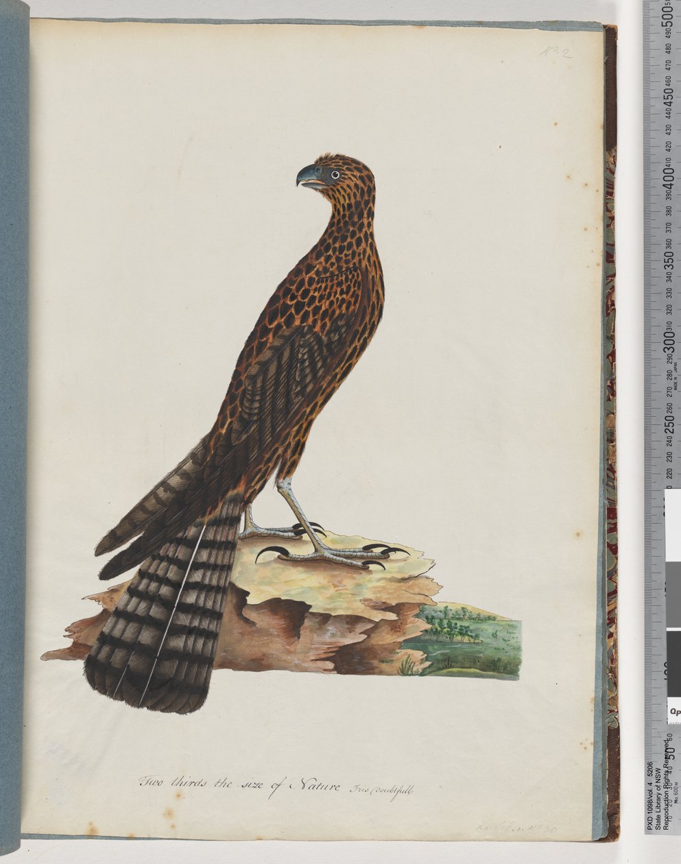 36. oldal Red Goshawk. Sugárzott Falcon alkotó: Unknown artist