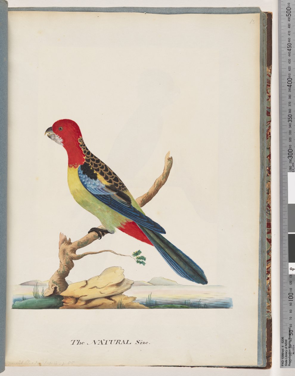 47. oldal Keleti Rosella. Nem ugyanaz a papagáj alkotó: Unknown artist