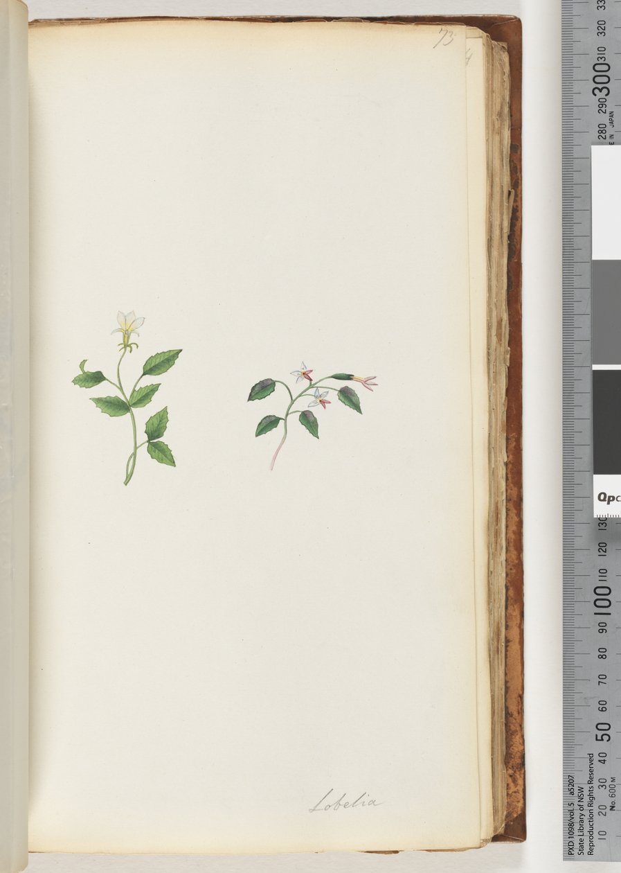 73. oldal Lobelia alkotó: Unknown artist