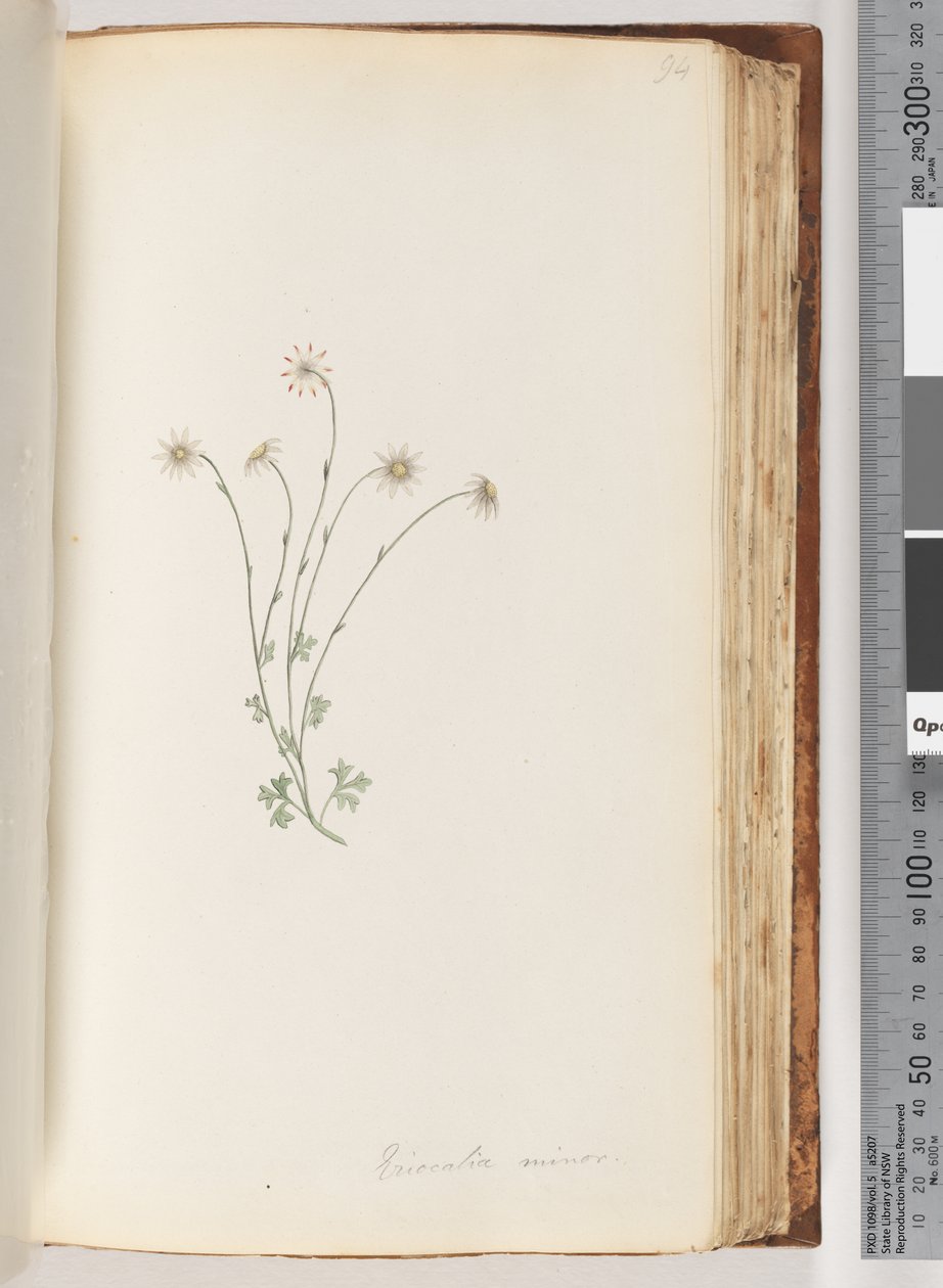 94. oldal Eriocalia minor alkotó: Unknown artist