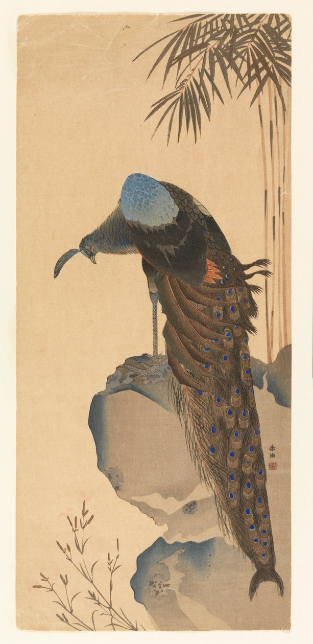 Páva alkotó: Unknown artist