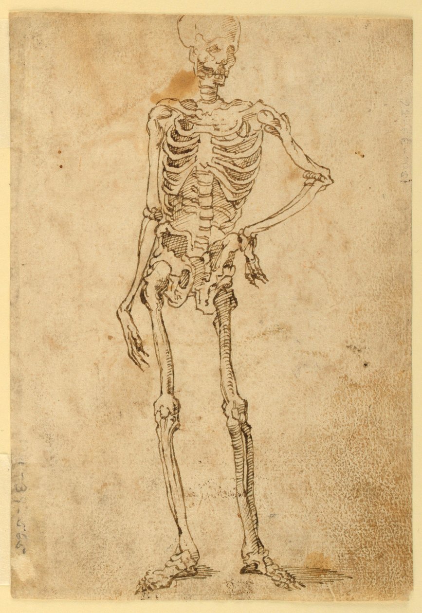 Csontváz alkotó: Unknown artist