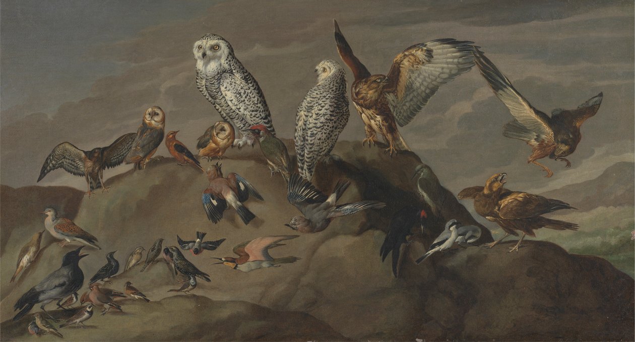 Madarak tanulmányozása alkotó: Unknown artist