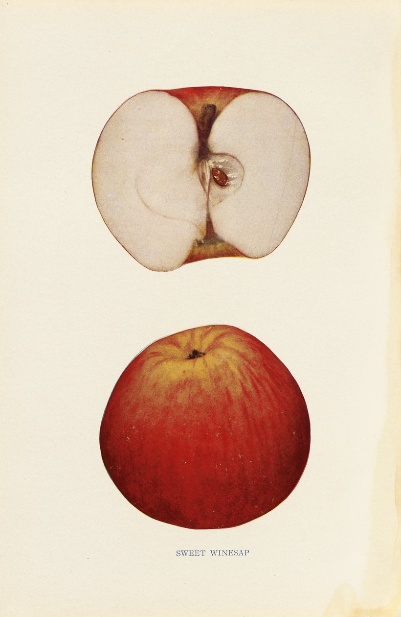 Sweet Winesap alkotó: Unknown artist