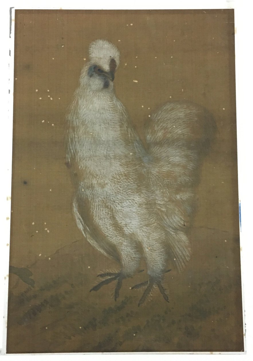 Fehér kakas alkotó: Unknown artist