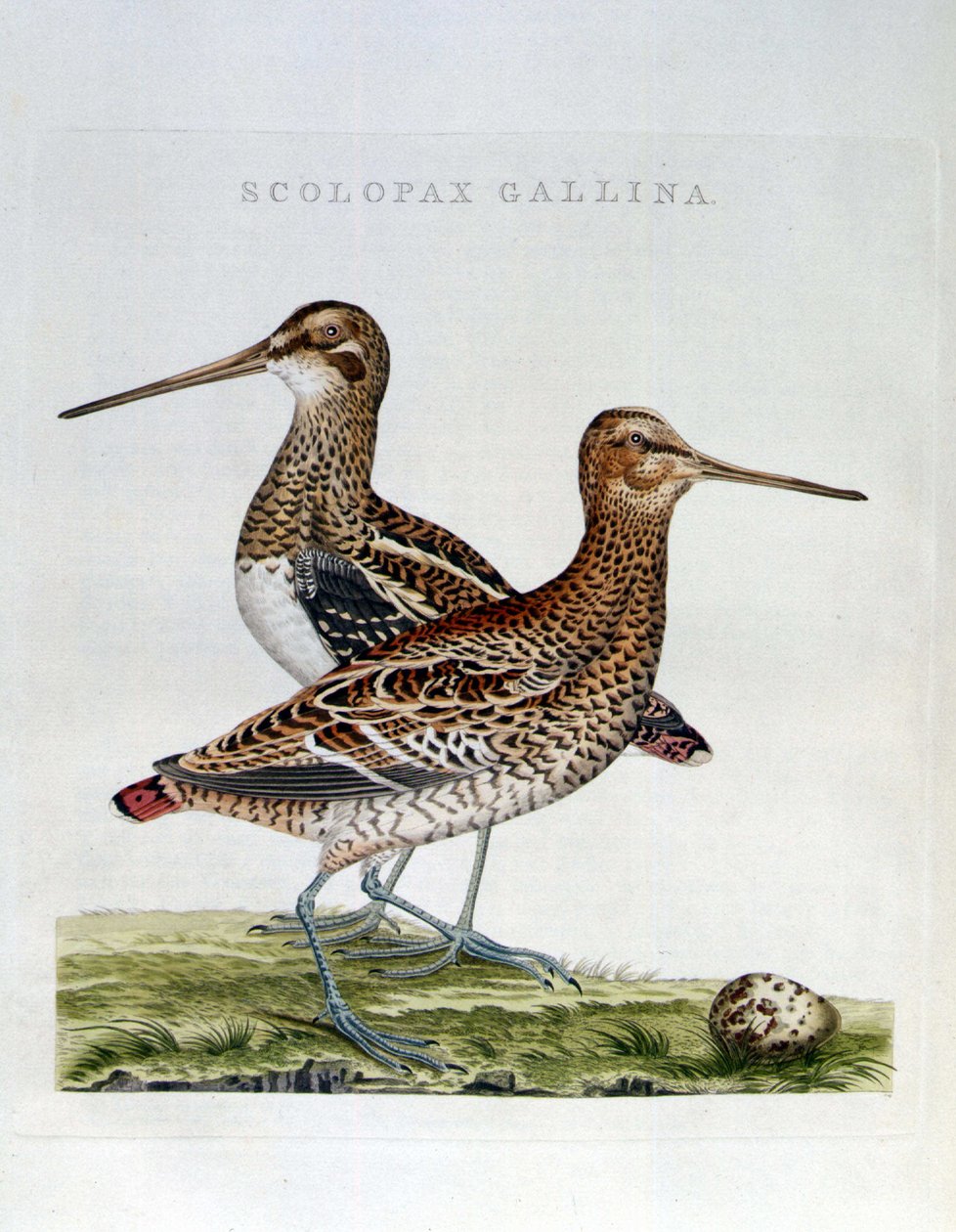 Fakakas és tojás (scolopax gallina) - metszet alkotó: Unknown artist