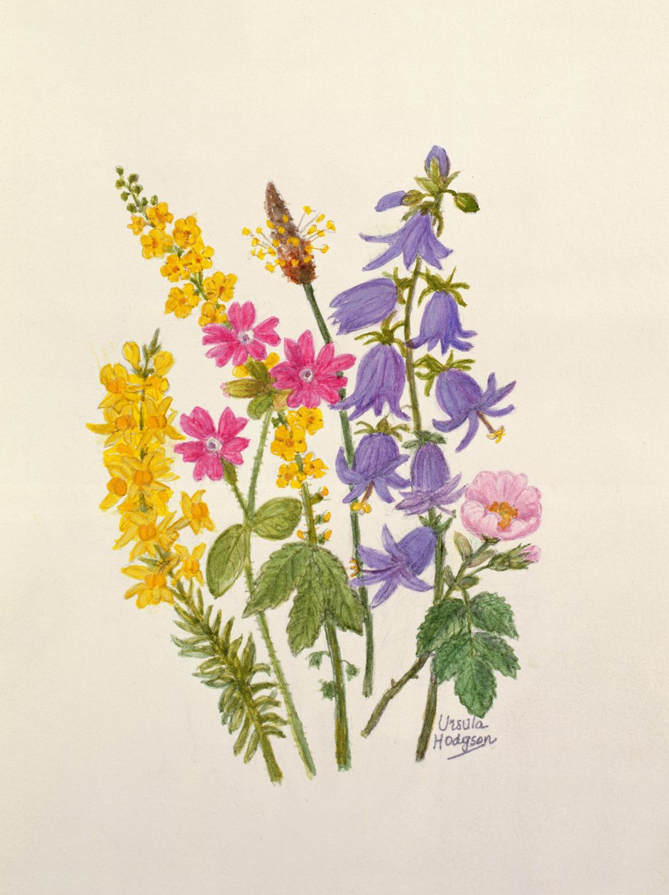 Bluebells, Broom, Herb Robert és más vadvirágok (wc papíron) alkotó: Ursula Hodgson