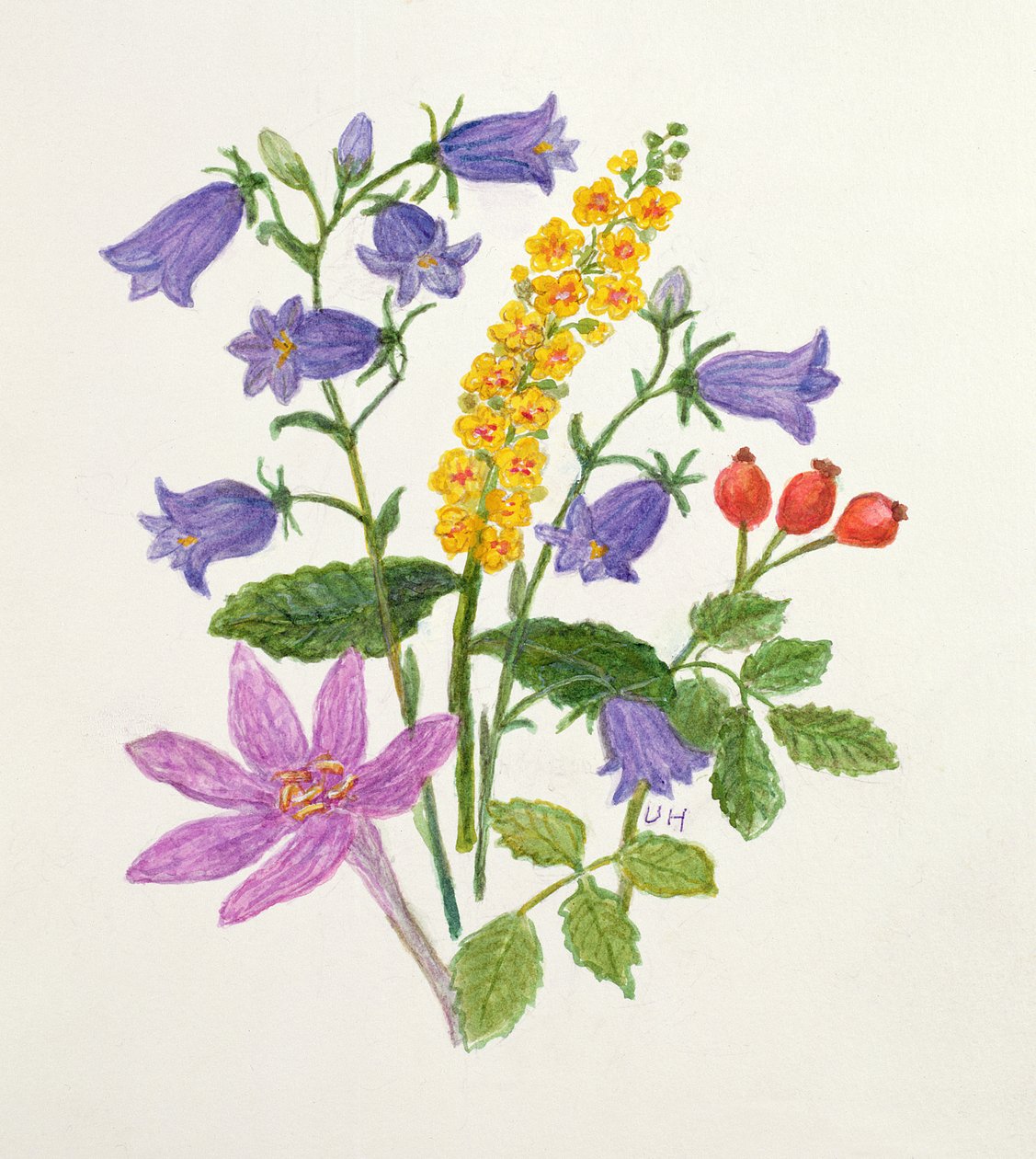 Harebells és egyéb vadvirágok (wc papíron) alkotó: Ursula Hodgson