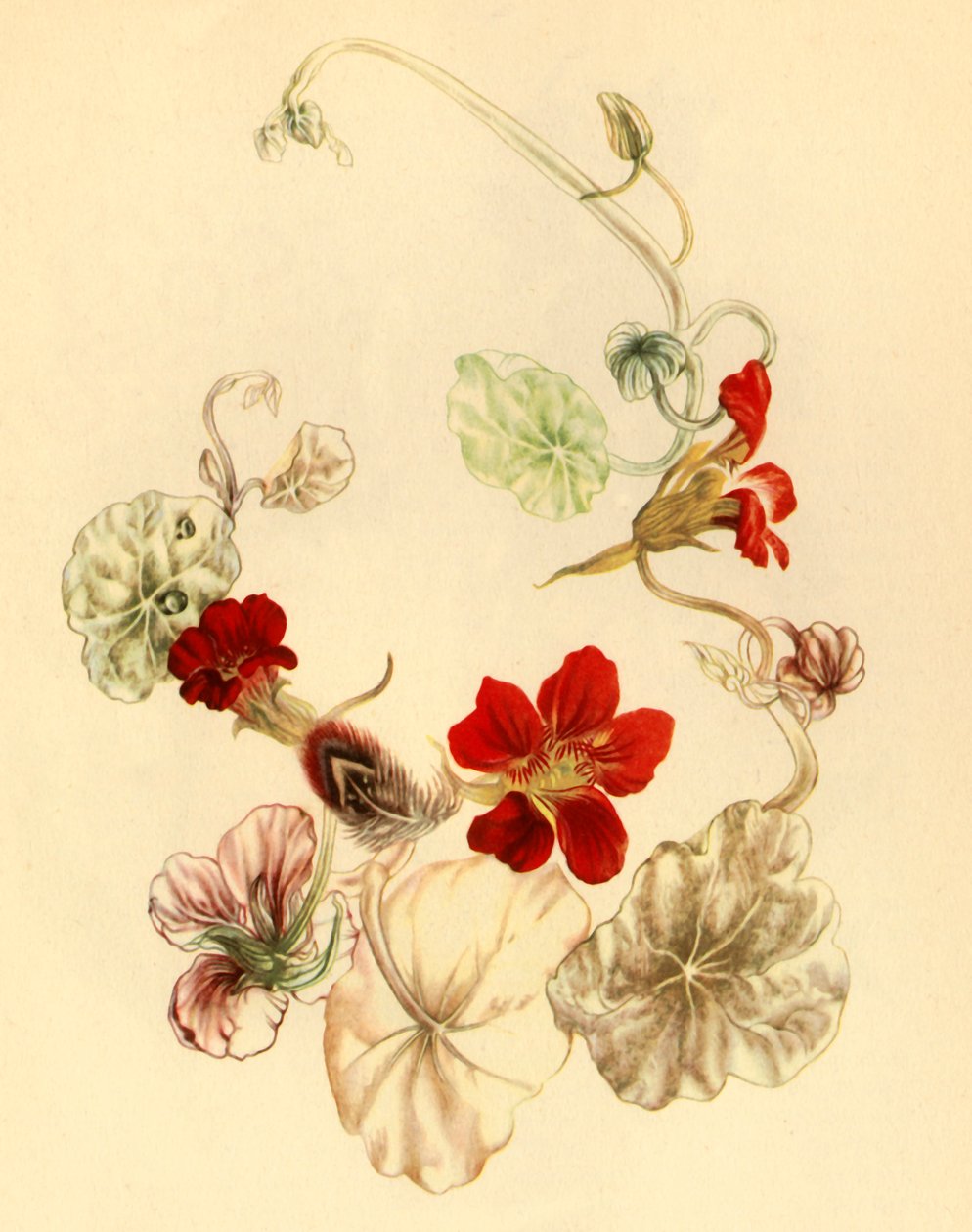 „Nasturtium”, 1930-as évek, 1946. alkotó: Vere Temple