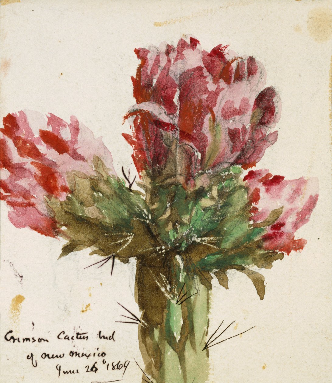 Crimson Cactus Bud of New Mexico, 1869 (wc papíron) alkotó: Vincent Colyer