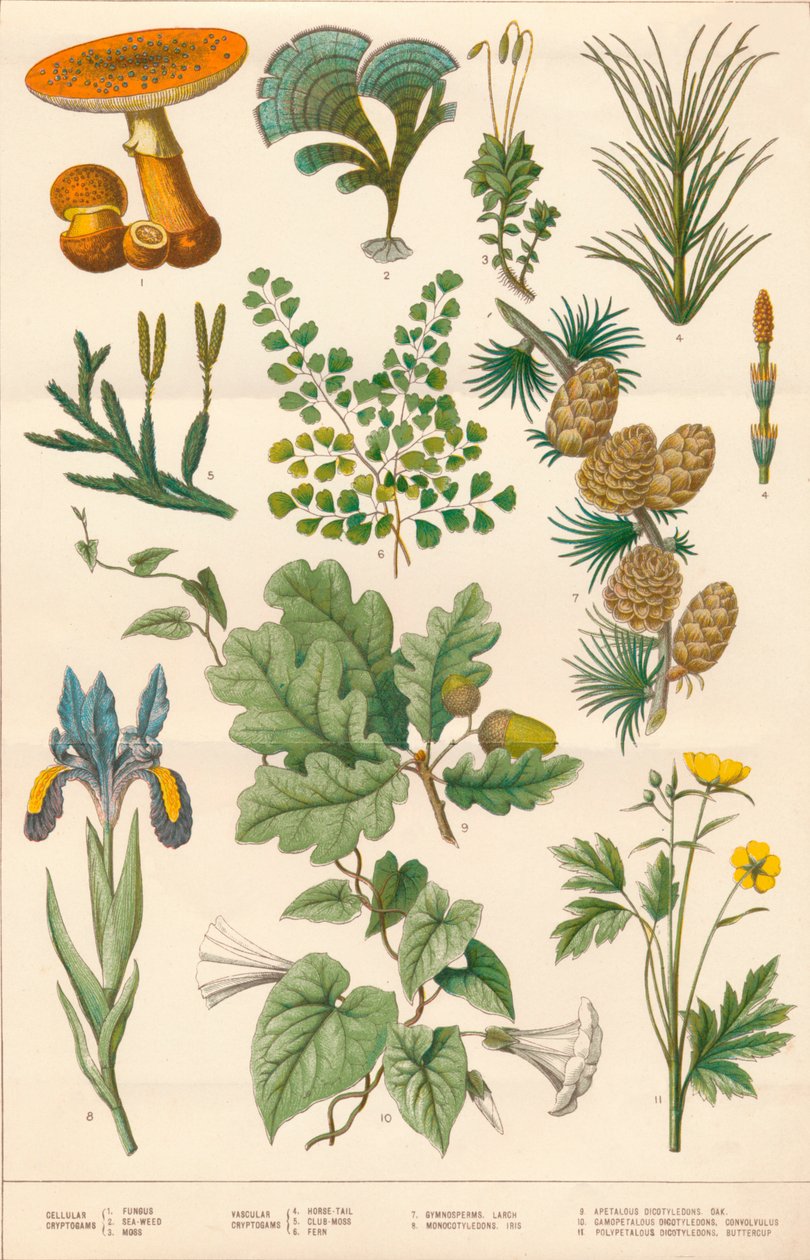 Botanikai illusztráció, 1880-as évek. alkotó: Vincent Brooks Day and Son