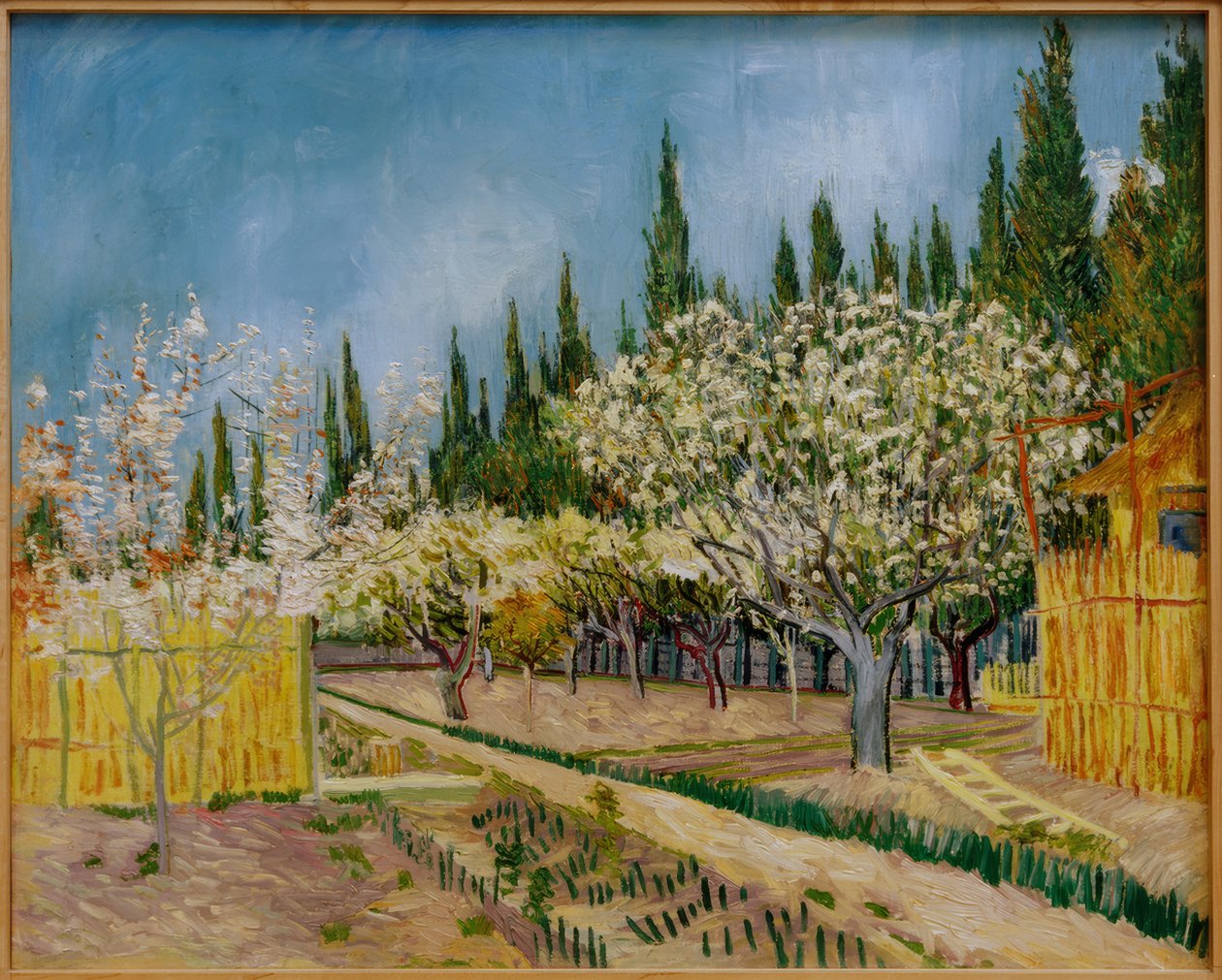Virágzó gyümölcsös ciprusfákkal körülvéve alkotó: Vincent van Gogh