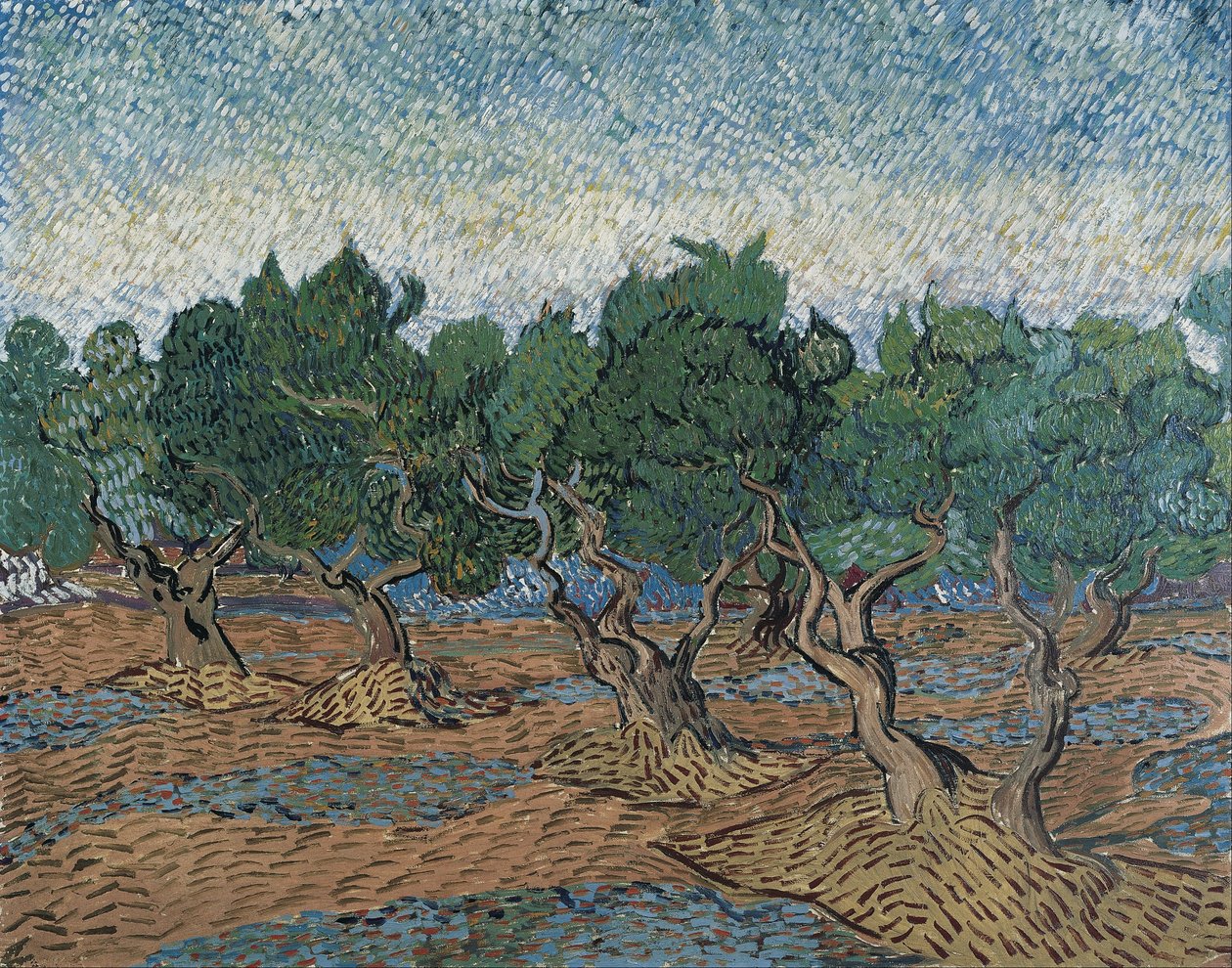 Olive Grove alkotó: Vincent van Gogh