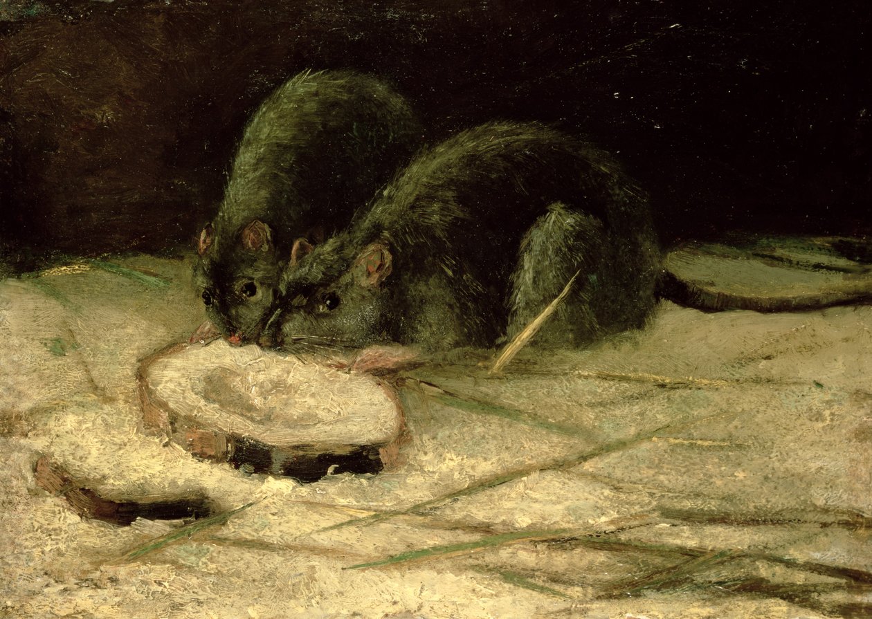 Két patkány, 1884 körül alkotó: Vincent van Gogh