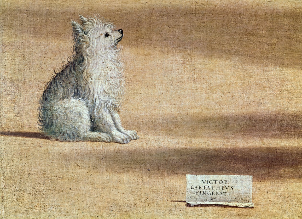 Szent Ágoston látomása, részlet a kutyáról, 1502-08 alkotó: Vittore Carpaccio