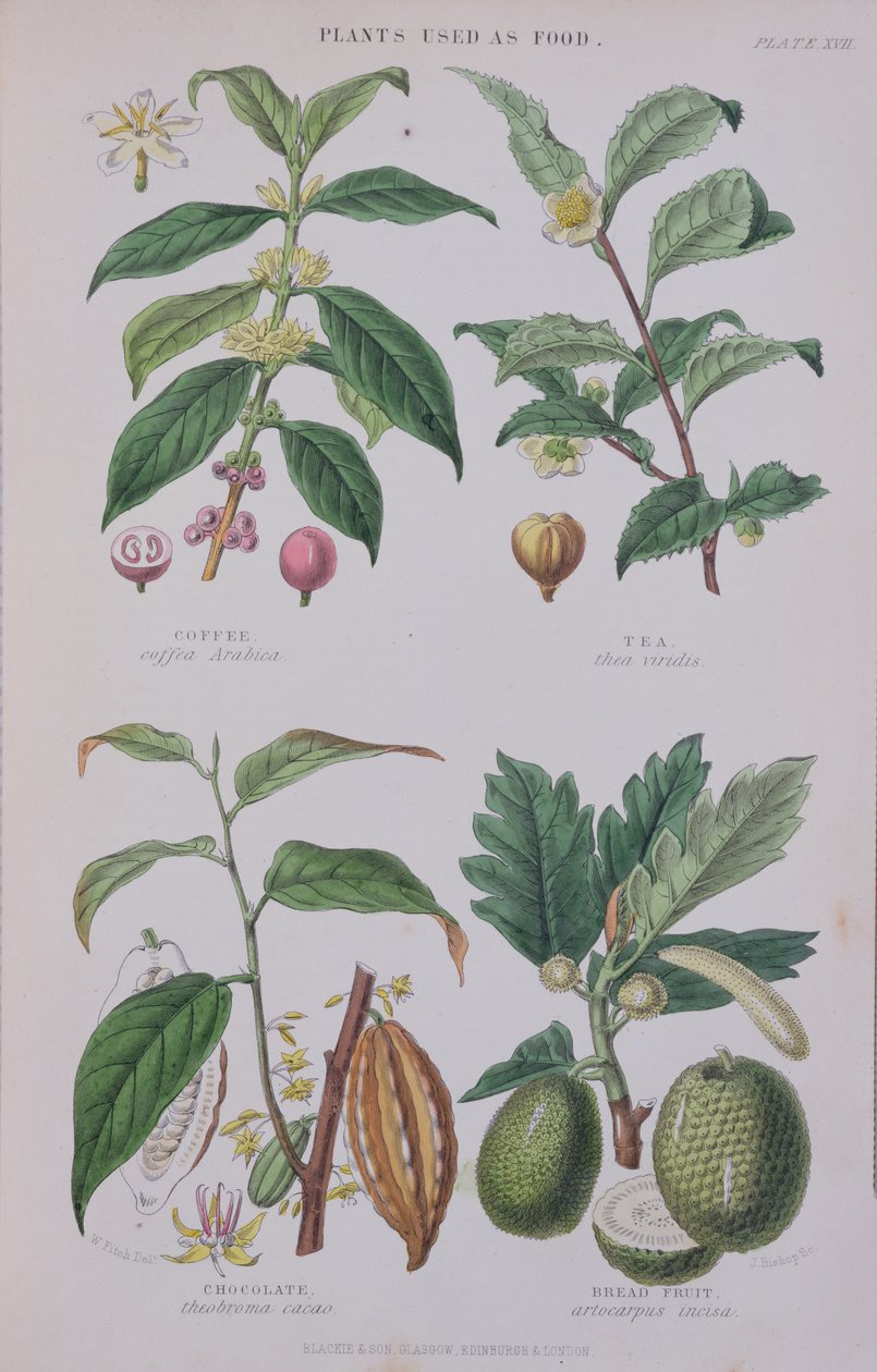 Kávé, tea, csokoládé és kenyérgyümölcs, tányér egy botanikai tanulmányból, metszett J. Bishop, 1872 alkotó: W.H. Fitch