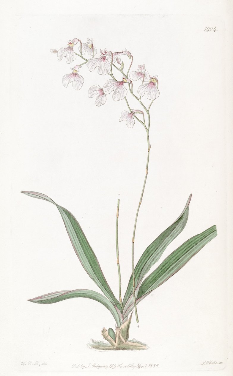 Ionopsis utricularioides_ alkotó: W.B.B.