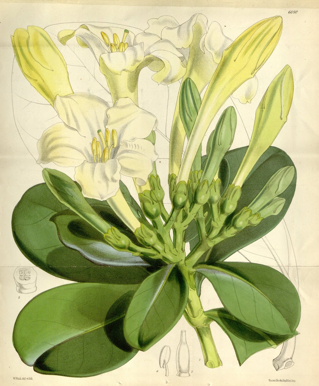Fagraea ceilanica alkotó: W.H. Fitch