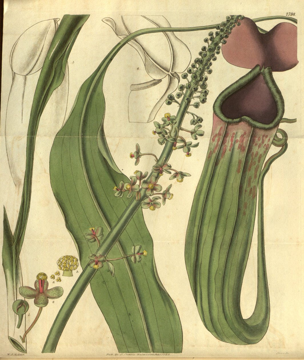Nepenthes khasiana Curtis Botanical Magazine-ból alkotó: W.J.Hooker