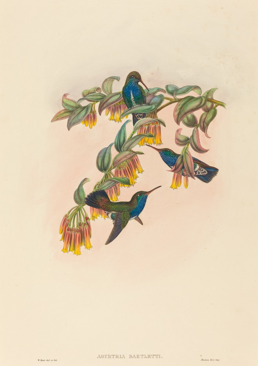 Agyrtria bartletti (Bartlett smaragd) alkotó: W. Hart
