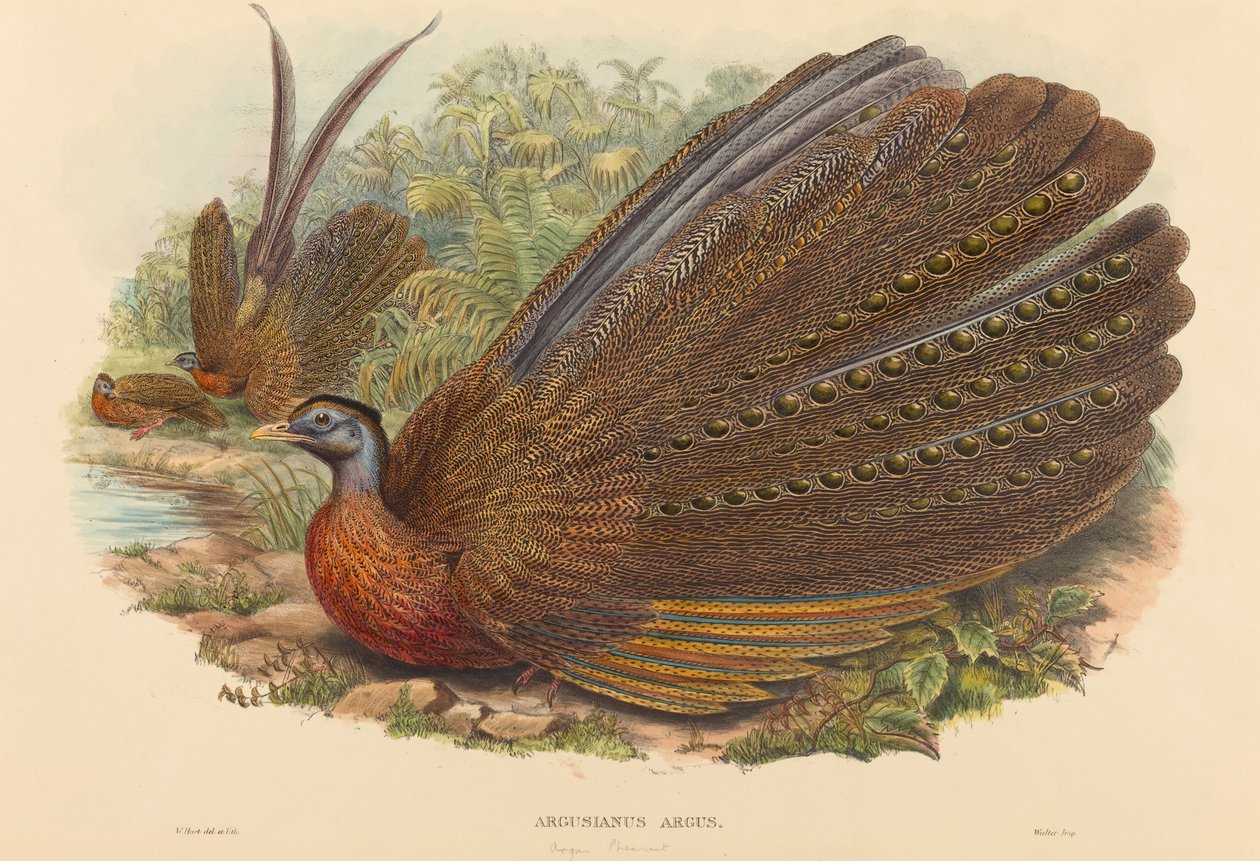 Argus fácán (Argusianus Argus) alkotó: W. Hart