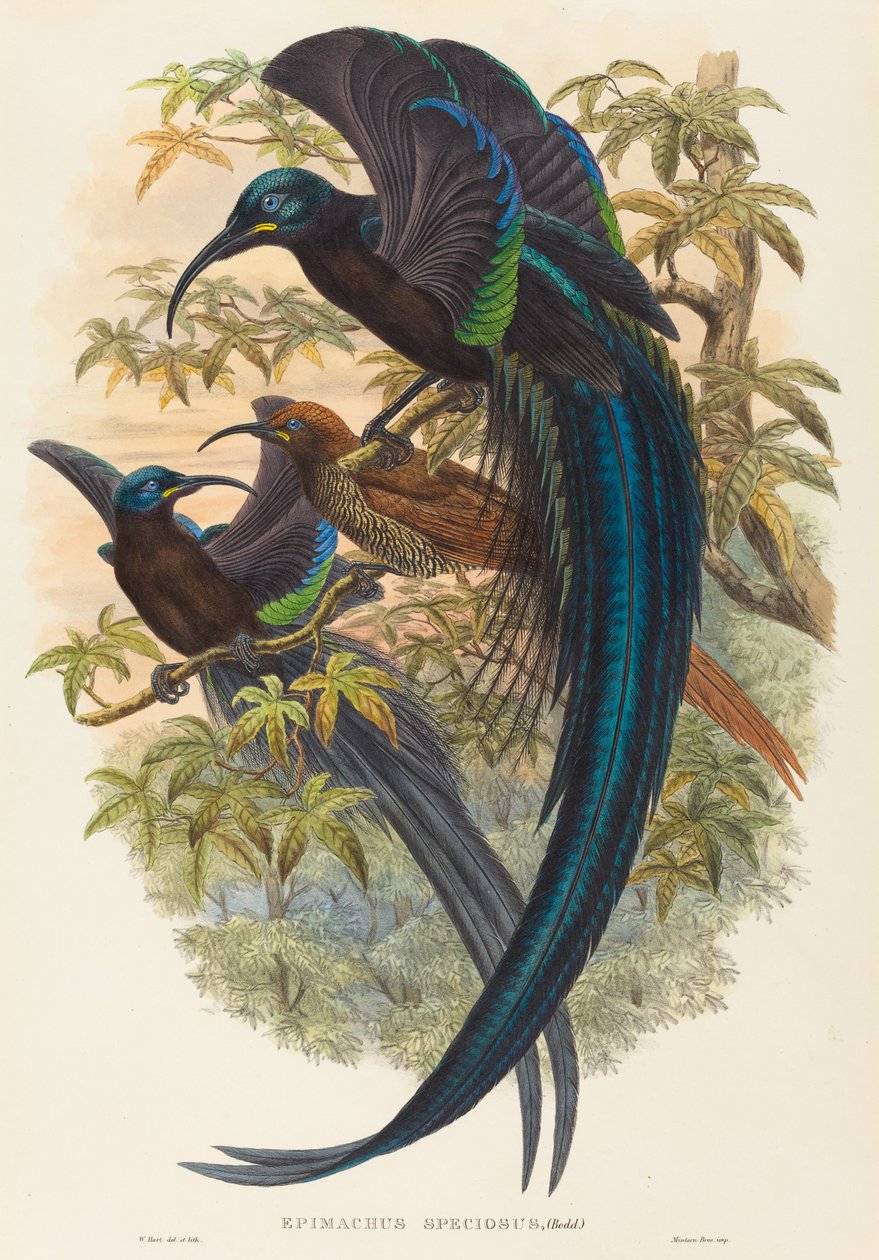 Epimachus speciosus (sarlócsőrű paradicsommadár) alkotó: W. Hart