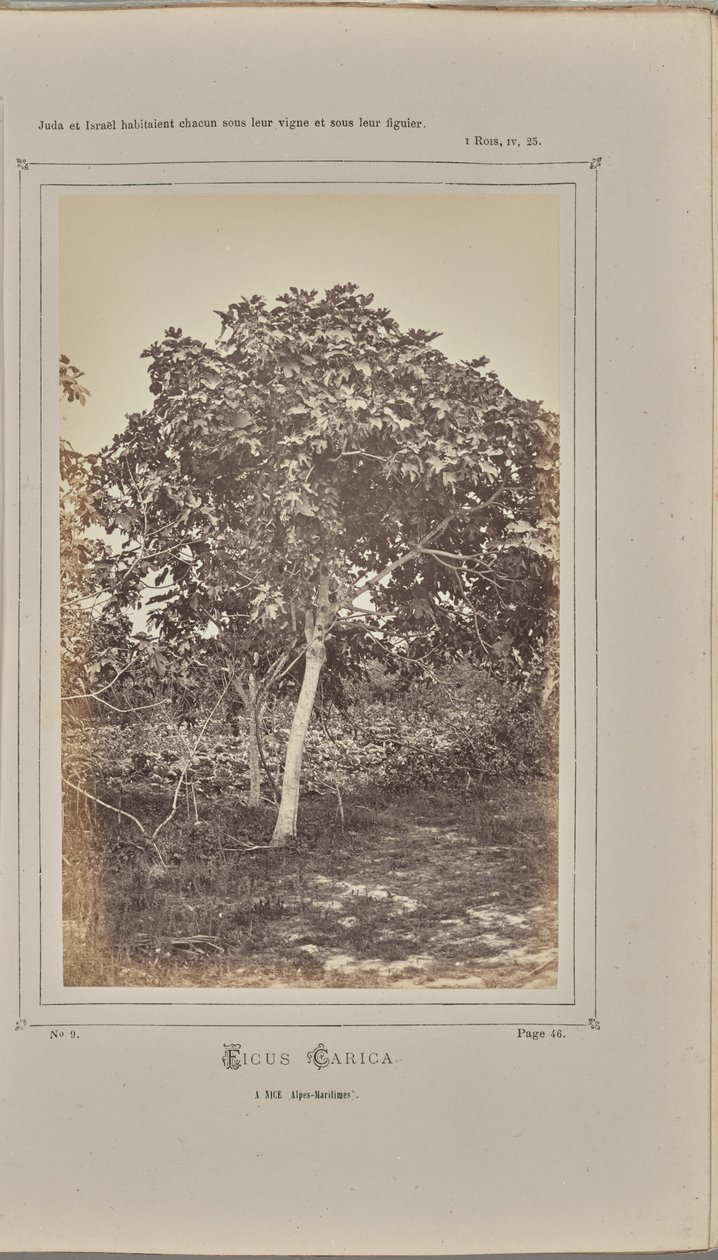Ficus carica, Nizzában (Alpes-Maritimes) alkotó: W. de Bray