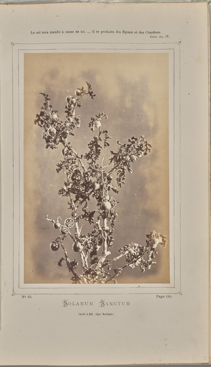 Solanum sanctum, cuelli Èze-ben (Alpes-Maritimes) alkotó: W. de Bray