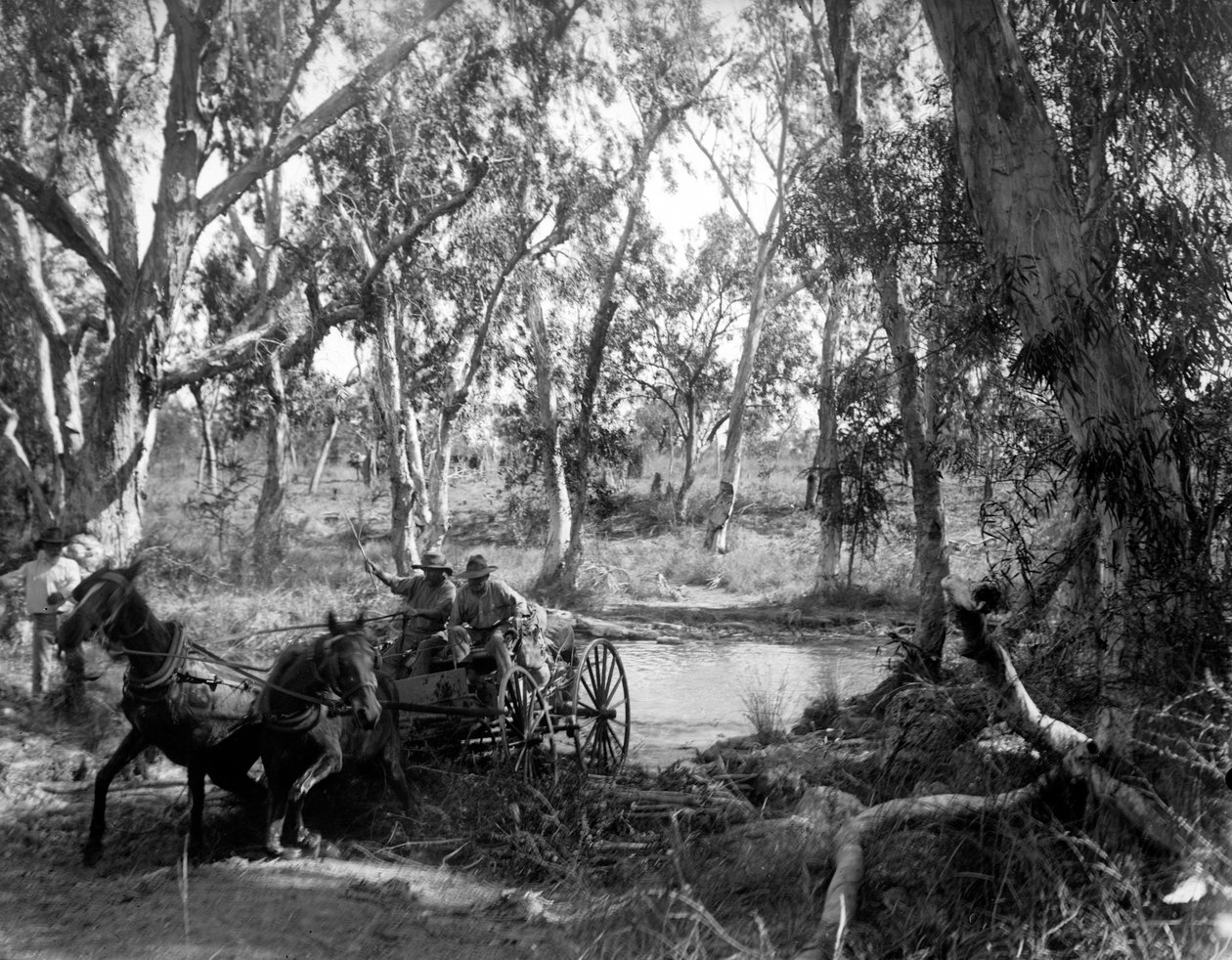 Salt Creek átkelése a Roper folyó közelében, Kelet -Arnhem Land, Ausztrália, 1911. július alkotó: Walter Baldwin Spencer