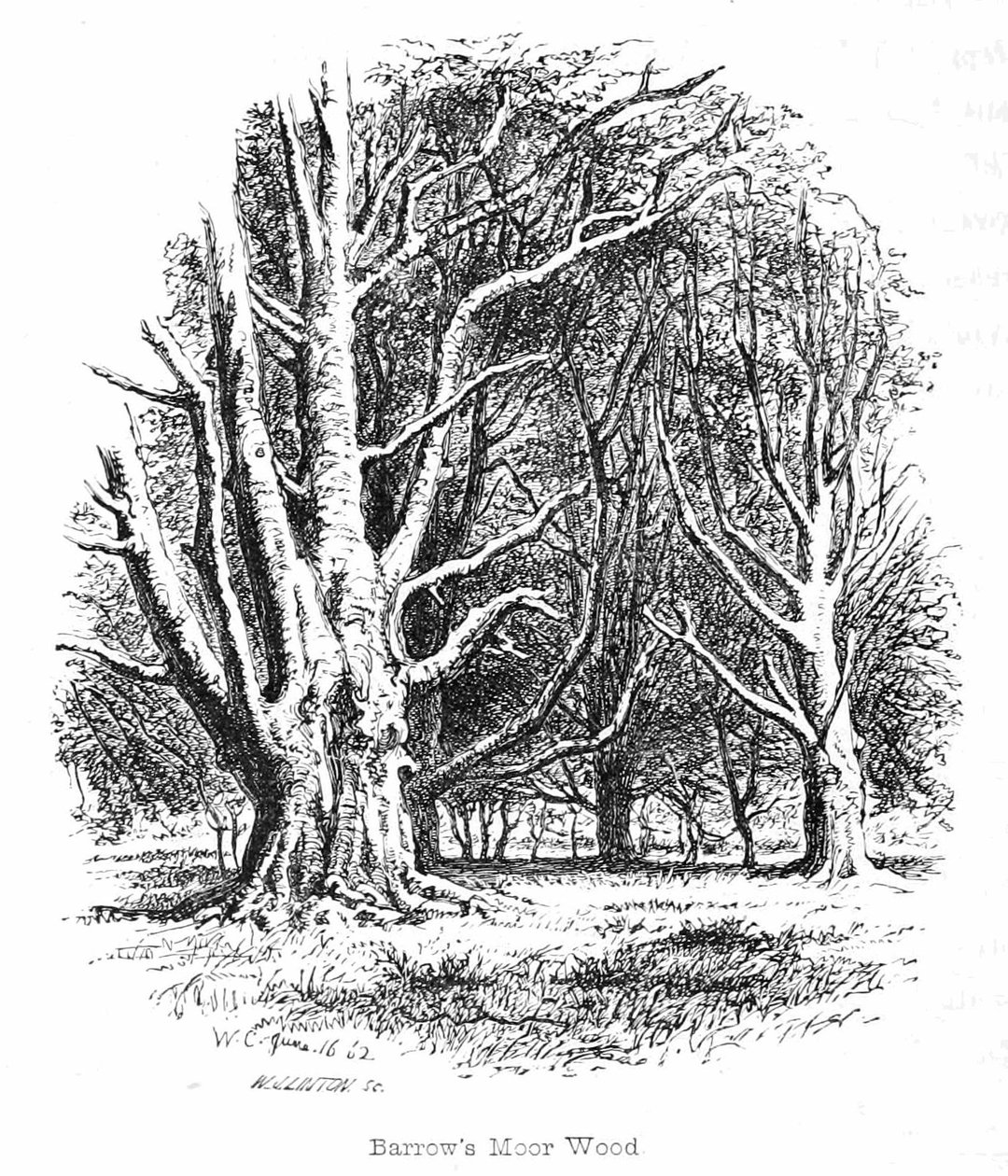 Barrows Moor Wood alkotó: Walter Crane