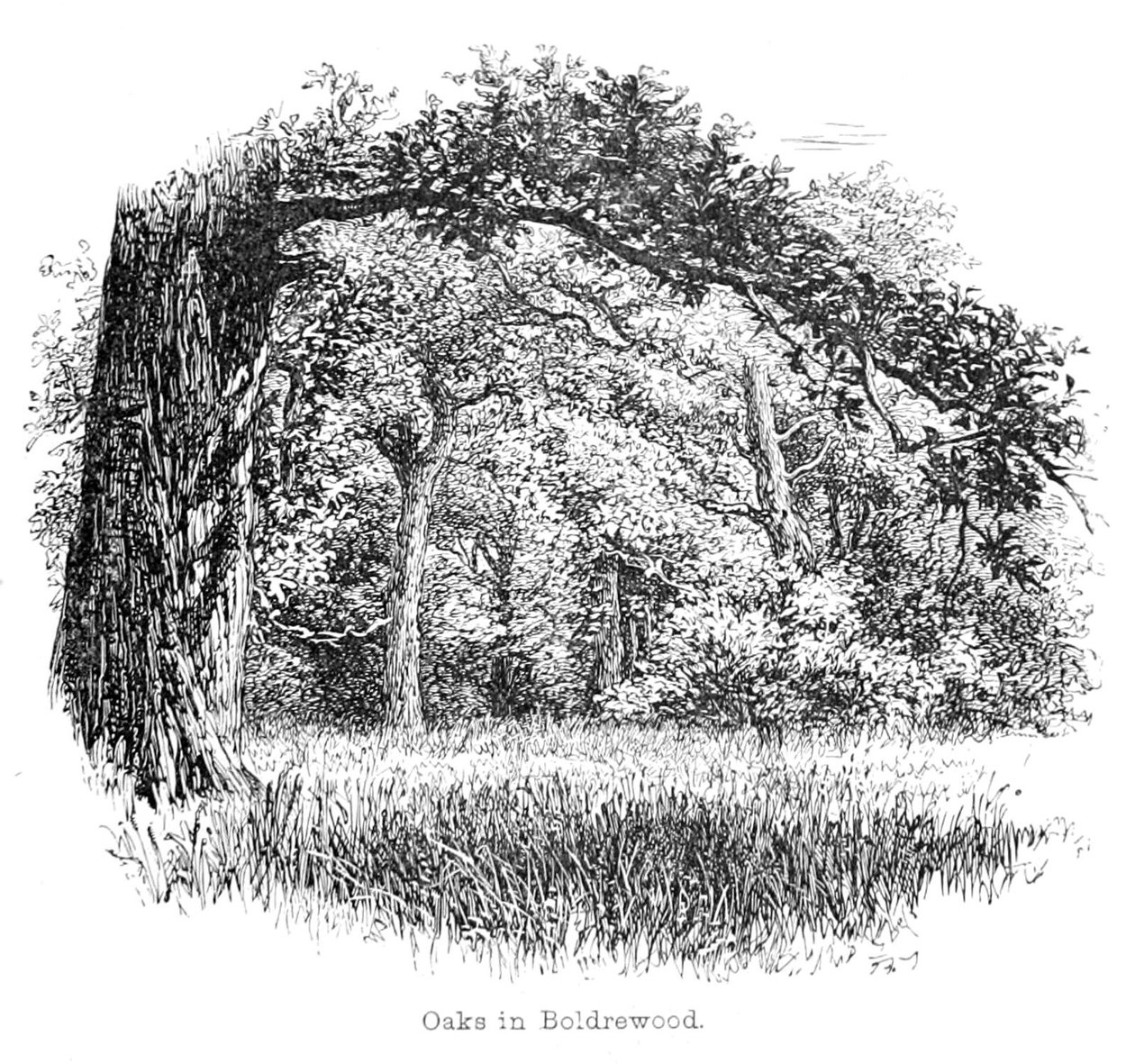 Oaks in Boldrewood alkotó: Walter Crane