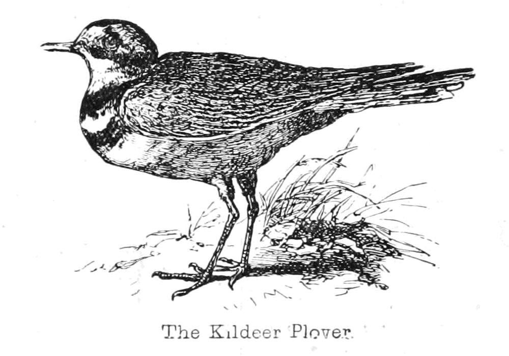A Kildeer Plover alkotó: Walter Crane